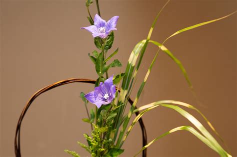 九菊|菊花を満喫する”重陽の節句” – 嵯峨御流「はじめま。